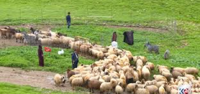 من مراعي اربيل إلى موائد بغداد.. انتعاش قطاع الألبان في كوردستان وسط تحديات سد الفجوة الإنتاجية