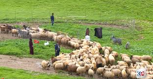 من مراعي اربيل إلى موائد بغداد.. انتعاش قطاع الألبان في كوردستان وسط تحديات سد الفجوة الإنتاجية