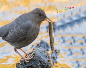 باڵندەیەك كە وەك ماسی ڕاو دەكات و وەك مرۆڤ پیاسە دەكات