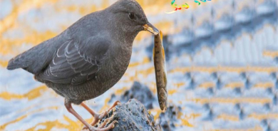 باڵندەیەك كە وەك ماسی ڕاو دەكات و وەك مرۆڤ پیاسە دەكات