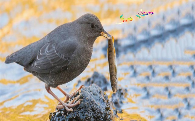 باڵندەیەك كە وەك ماسی ڕاو دەكات و وەك مرۆڤ پیاسە دەكات