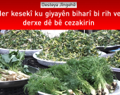 Desteya Jîngehê haydariyê dide welatiyan