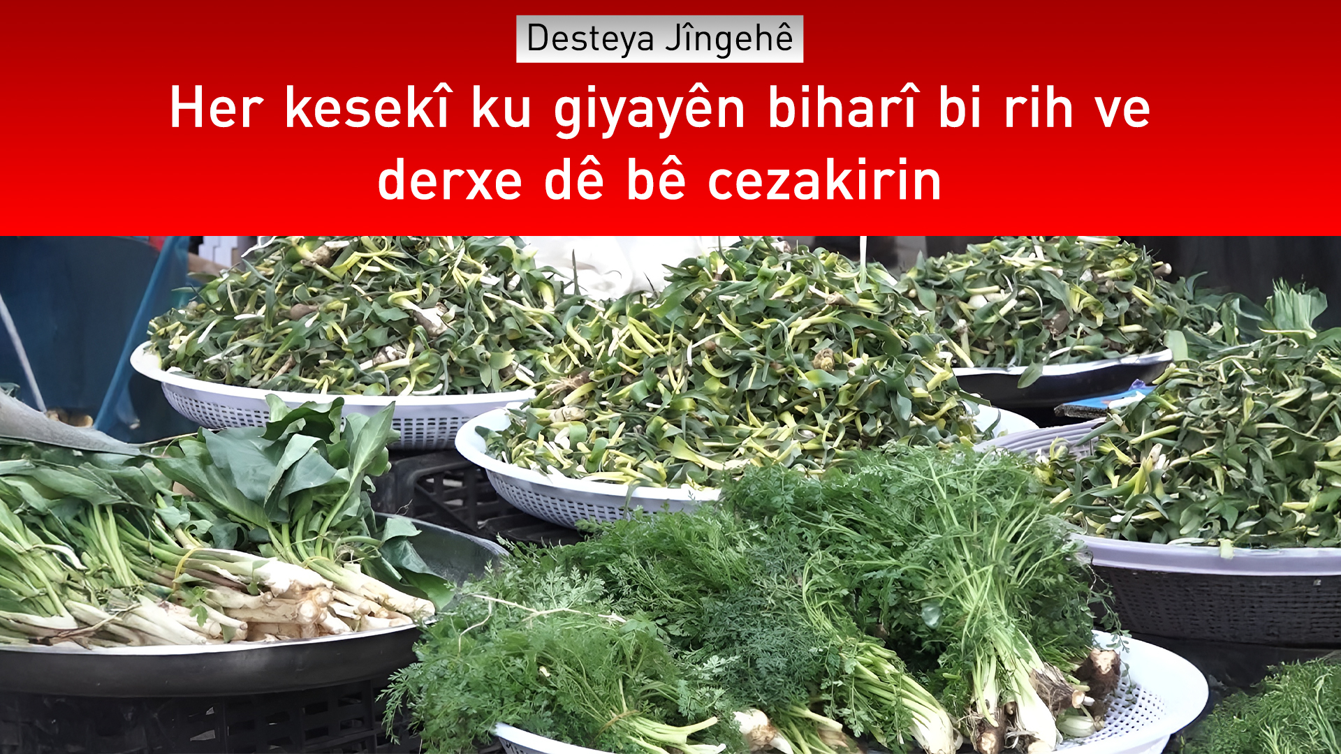 Desteya Jîngehê haydariyê dide welatiyan