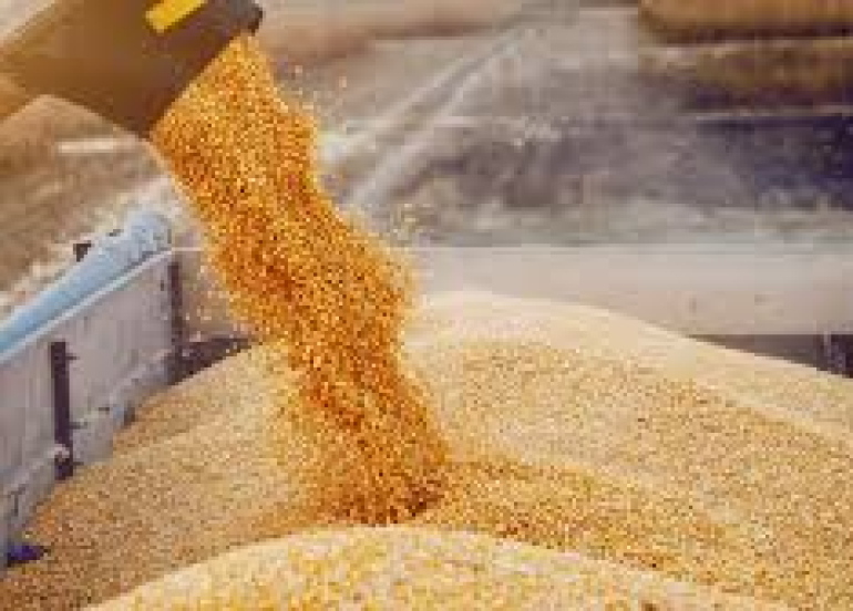 زراعة إقليم كوردستان تعلن فشل المفاوضات مع بغداد وتصف حصة استلام القمح بـ