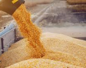 زراعة إقليم كوردستان تعلن فشل المفاوضات مع بغداد وتصف حصة استلام القمح بـ