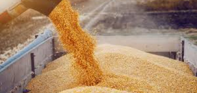 زراعة إقليم كوردستان تعلن فشل المفاوضات مع بغداد وتصف حصة استلام القمح بـ