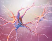 خطوات متقدمة نحو فكّ أسرار الخرف… وأمل جديد لعلاجات مستقبلية