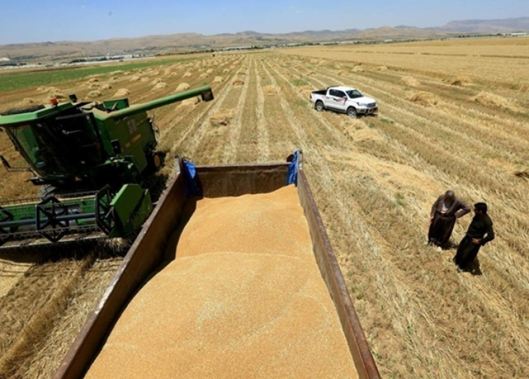 زراعة إقليم كوردستان: نتوقع إنتاج مليوني طن حنطة وما حددته بغداد قليل جداً