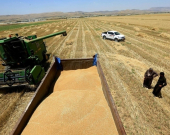 زراعة إقليم كوردستان: نتوقع إنتاج مليوني طن حنطة وما حددته بغداد قليل جداً