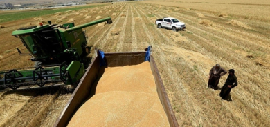 زراعة إقليم كوردستان: نتوقع إنتاج مليوني طن حنطة وما حددته بغداد قليل جداً