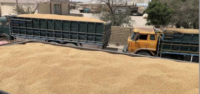 تخصيص أكثر من 8 مليارات دينار لصرف مستحقات مزارعي إقليم كوردستان