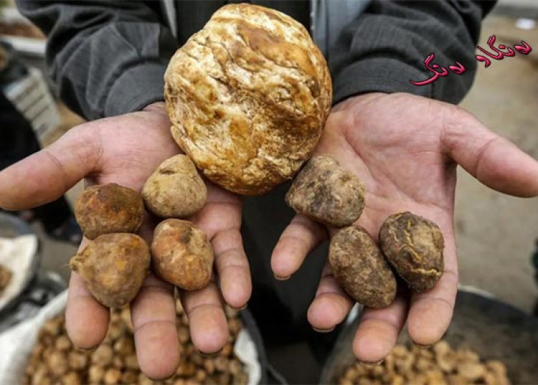 دۆمبەڵانی بەهاران لە سرووشتی كوردستاندا