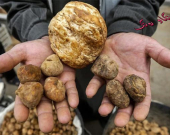 دۆمبەڵانی بەهاران لە سرووشتی كوردستاندا