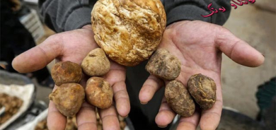 دۆمبەڵانی بەهاران لە سرووشتی كوردستاندا