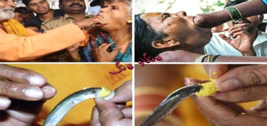 ماسییەكی زیندوو بۆ چارەسەری نەخۆشی