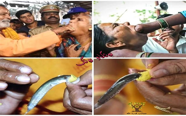 ماسییەكی زیندوو بۆ چارەسەری نەخۆشی