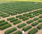 أربيل.. دراسة 385 صنفاً من القمح والشعير لتعزيز الأمن الغذائي ومواجهة التغير المناخي