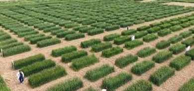 أربيل.. دراسة 385 صنفاً من القمح والشعير لتعزيز الأمن الغذائي ومواجهة التغير المناخي