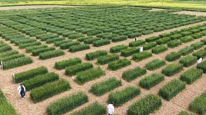 أربيل.. دراسة 385 صنفاً من القمح والشعير لتعزيز الأمن الغذائي ومواجهة التغير المناخي