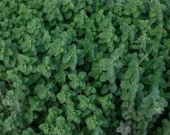 هل يساعد الأوريغانو في خفض ضغط الدم؟