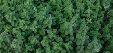 هل يساعد الأوريغانو في خفض ضغط الدم؟