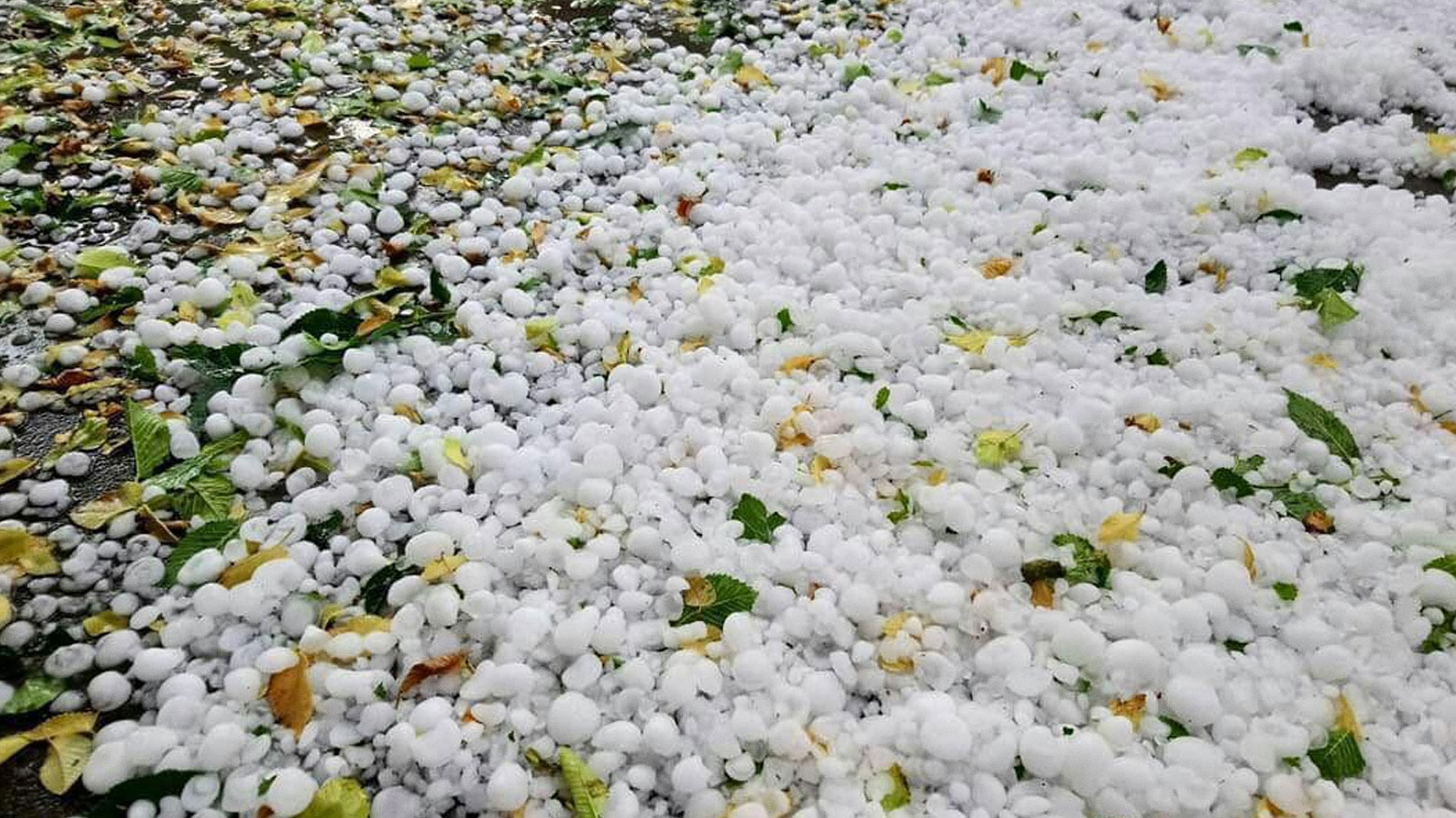 زراعة رابرين: أضرار الأمطار الأخيرة محدودة ولم تصل لمرحلة الخطورة على المحاصيل