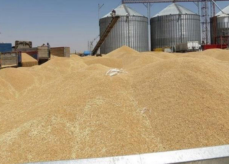 تجارة كوردستان تعلن موعد صرف دفعة جديدة من مستحقات الفلاحين