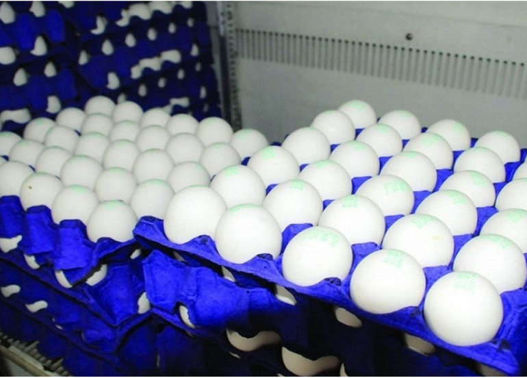 اكتفاء ذاتي وطموح للتصدير في إقليم كوردستان