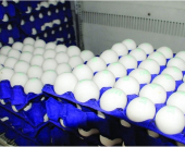 اكتفاء ذاتي وطموح للتصدير في إقليم كوردستان