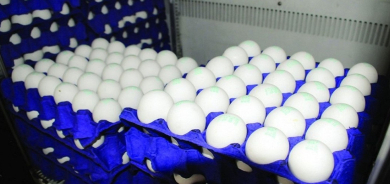 اكتفاء ذاتي وطموح للتصدير في إقليم كوردستان