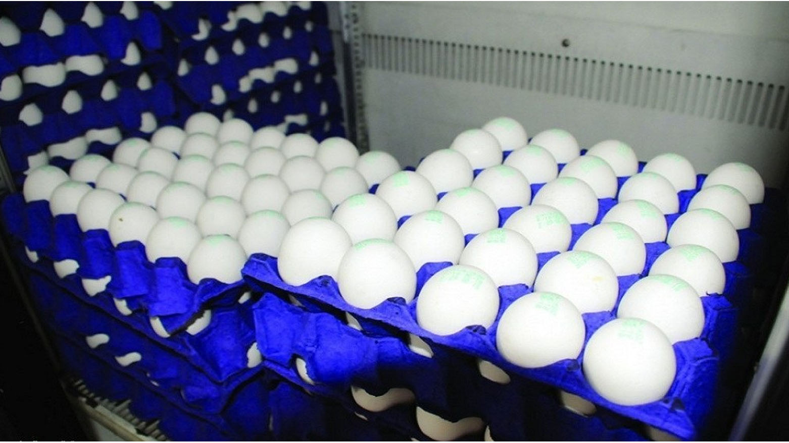 اكتفاء ذاتي وطموح للتصدير في إقليم كوردستان