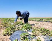 بعد سنوات من الجفاف.. التغير المناخي يضرب زراعة كرميان وديالى بأمطار 