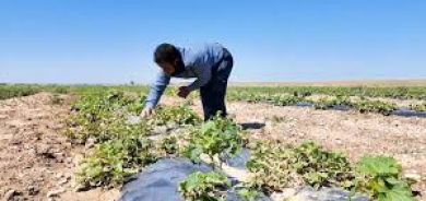 بعد سنوات من الجفاف.. التغير المناخي يضرب زراعة كرميان وديالى بأمطار 