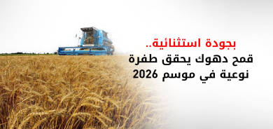 توقعات بتجاوز إنتاج قمح دهوك نصف مليون طن.. وحكومة الإقليم ترفض 