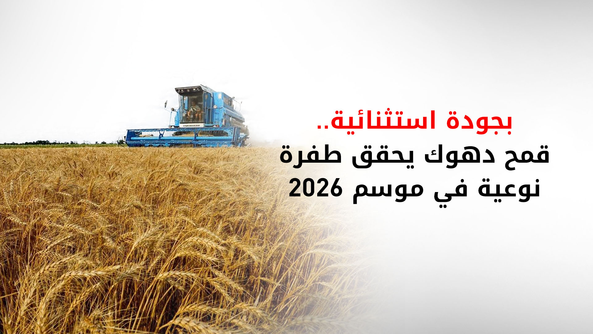 توقعات بتجاوز إنتاج قمح دهوك نصف مليون طن.. وحكومة الإقليم ترفض 