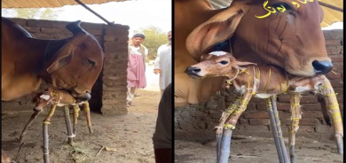 مانگرتنی مانگایەك بۆ بێچووەكەی