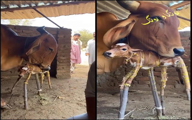 مانگرتنی مانگایەك بۆ بێچووەكەی