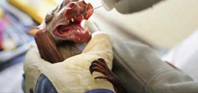 WHO Declares Ebola Outbreak in DR Congo and Uganda an International Health Emergency