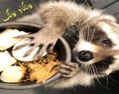 ڕاكۆن بە دەستەكانی دەبینێت