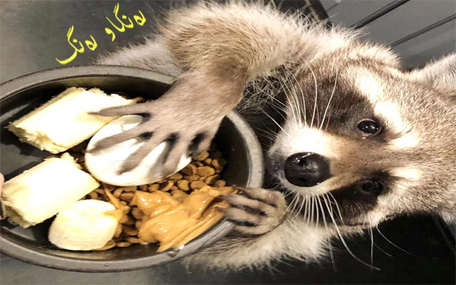 ڕاكۆن بە دەستەكانی دەبینێت