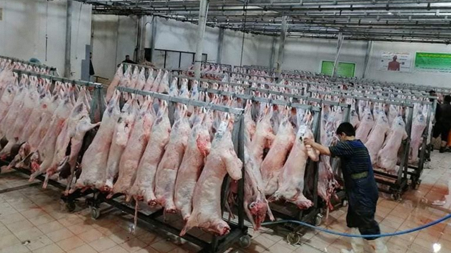 خطة خاصة لعيد الأضحى.. كوردستان تشدد إجراءات الذبح والوقاية من الحمى النزفية