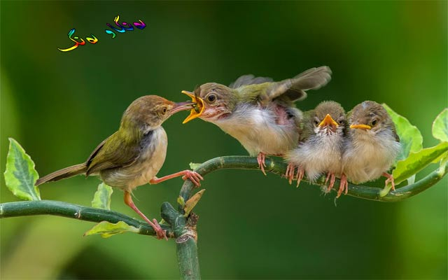 باڵندەی بەرگدروو
