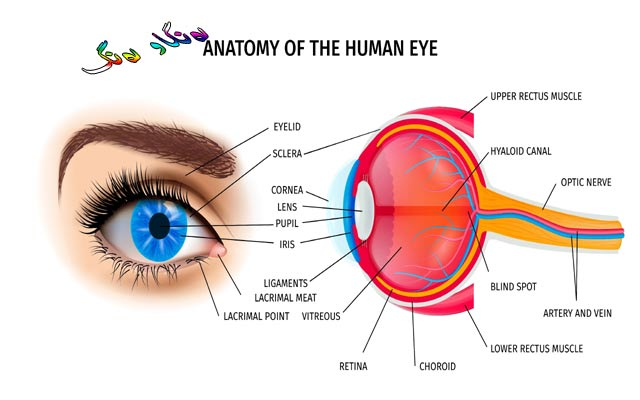 بۆ زانیاریت، پەرەسەندنی چاو