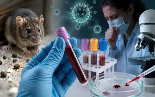 ڤایرۆسی ھانتا چییە؟