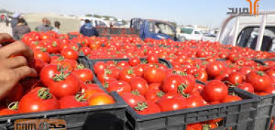 مزارعو الطماطم في كرميان يطالبون بحماية محصولهم