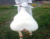 دووگە گەورەكانی مەڕی دومبا