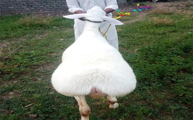 دووگە گەورەكانی مەڕی دومبا