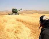Iraq Moves to Expand Wheat Procurement as Kurdistan Harvest Surpasses Federal Quotas