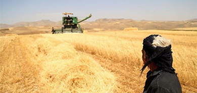 Iraq Moves to Expand Wheat Procurement as Kurdistan Harvest Surpasses Federal Quotas