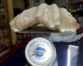 دۆزینەوەی گەورەترین مرواری